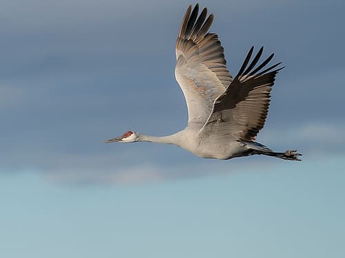 Sandhill crane in flight, Bernardo Wildlife Area, New Mexico Art Print